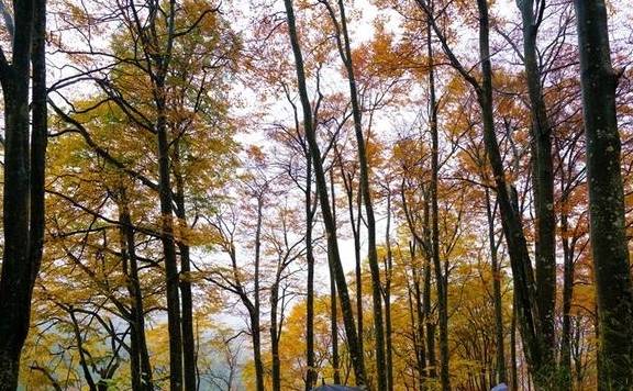 原创 秦岭以南、五岭南坡以北水青冈树形成的美景让人心旌荡漾遐思无限8