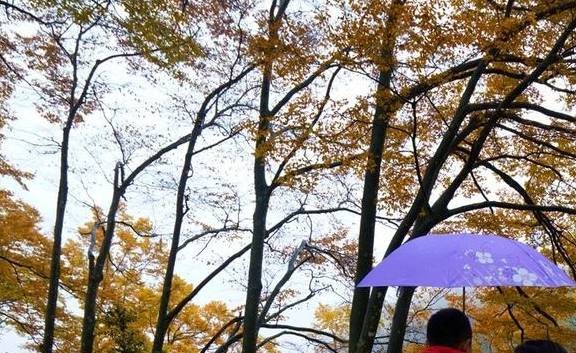 原创 秦岭以南、五岭南坡以北水青冈树形成的美景让人心旌荡漾遐思无限10