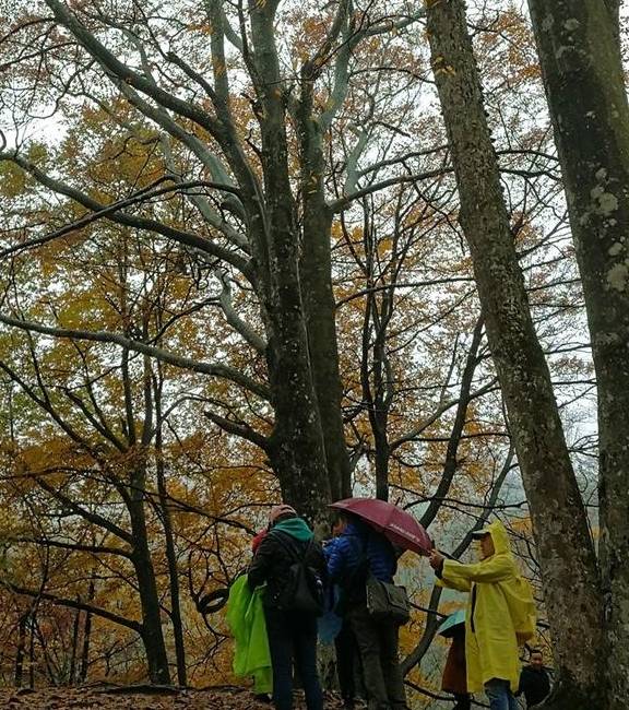 原创 秦岭以南、五岭南坡以北水青冈树形成的美景让人心旌荡漾遐思无限13