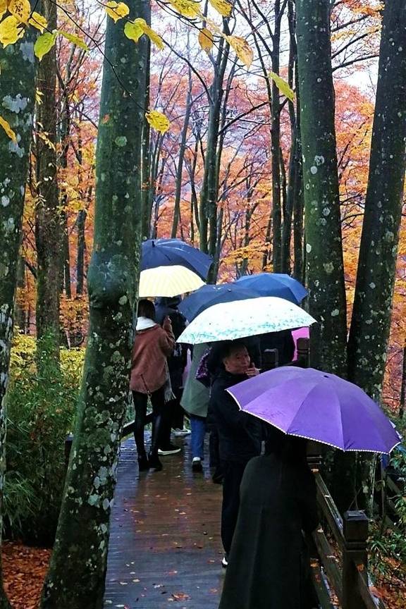 原创 秦岭以南、五岭南坡以北水青冈树形成的美景让人心旌荡漾遐思无限14