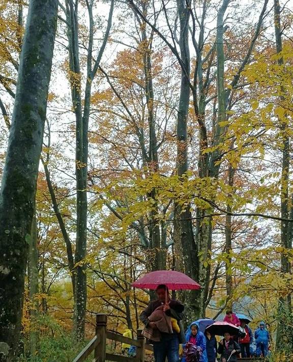 原创 秦岭以南、五岭南坡以北水青冈树形成的美景让人心旌荡漾遐思无限15