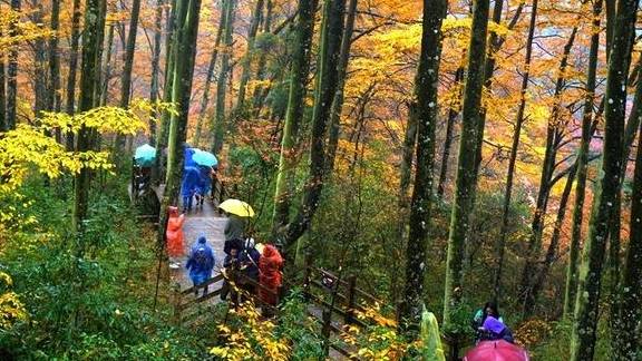 原创 秦岭以南、五岭南坡以北水青冈树形成的美景让人心旌荡漾遐思无限16