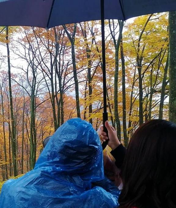 原创 秦岭以南、五岭南坡以北水青冈树形成的美景让人心旌荡漾遐思无限17