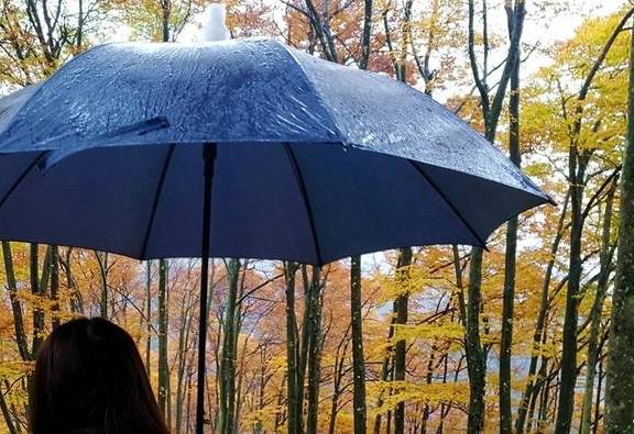 原创 秦岭以南、五岭南坡以北水青冈树形成的美景让人心旌荡漾遐思无限18