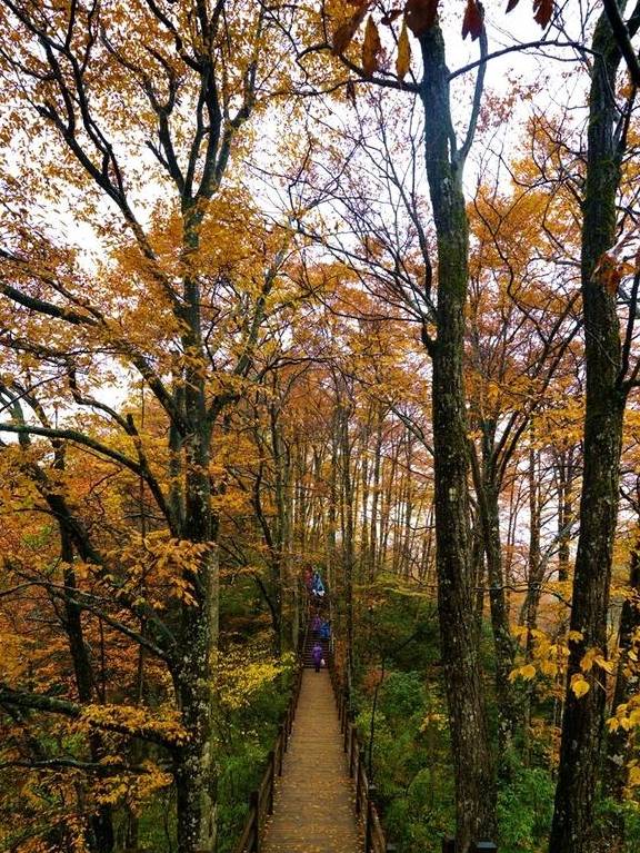 原创 秦岭以南、五岭南坡以北水青冈树形成的美景让人心旌荡漾遐思无限19
