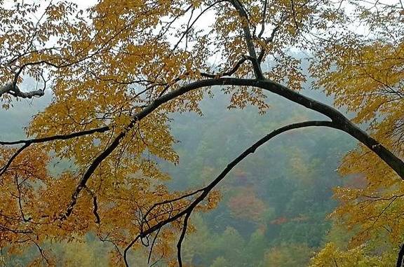 原创 秦岭以南、五岭南坡以北水青冈树形成的美景让人心旌荡漾遐思无限20