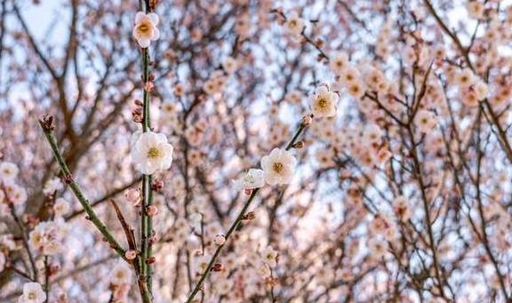 原创 梅州赏花旅游线路出炉，赶快来体验梅州的“花花世界”1