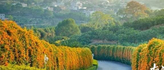 原创 梅州赏花旅游线路出炉，赶快来体验梅州的“花花世界”11