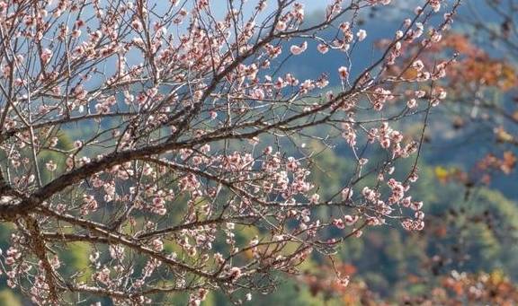 原创 梅州赏花旅游线路出炉，赶快来体验梅州的“花花世界”7