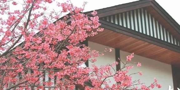 原创 梅州赏花旅游线路出炉，赶快来体验梅州的“花花世界”8