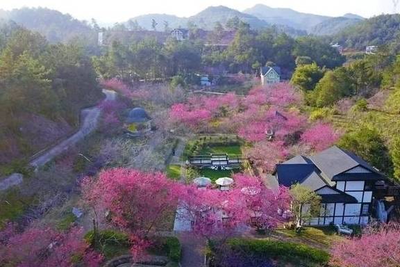 原创 梅州赏花旅游线路出炉，赶快来体验梅州的“花花世界”10