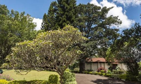 原创 东非大草原上的闪亮明珠,肯尼亚马赛马拉大草原4