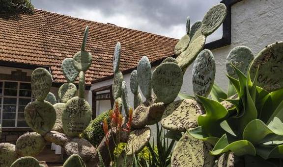 原创 东非大草原上的闪亮明珠,肯尼亚马赛马拉大草原6