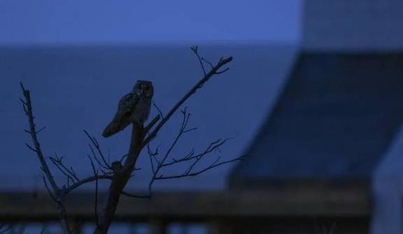 原创 不看不知道,北京城市副中心,就有308种鸟2