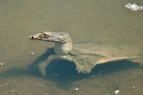 原创 不看不知道,北京城市副中心,就有308种鸟4