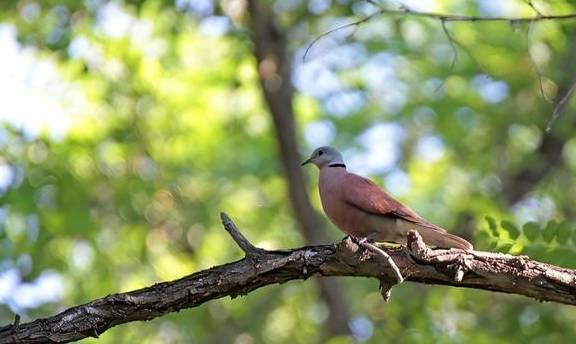 原创 不看不知道,北京城市副中心,就有308种鸟6