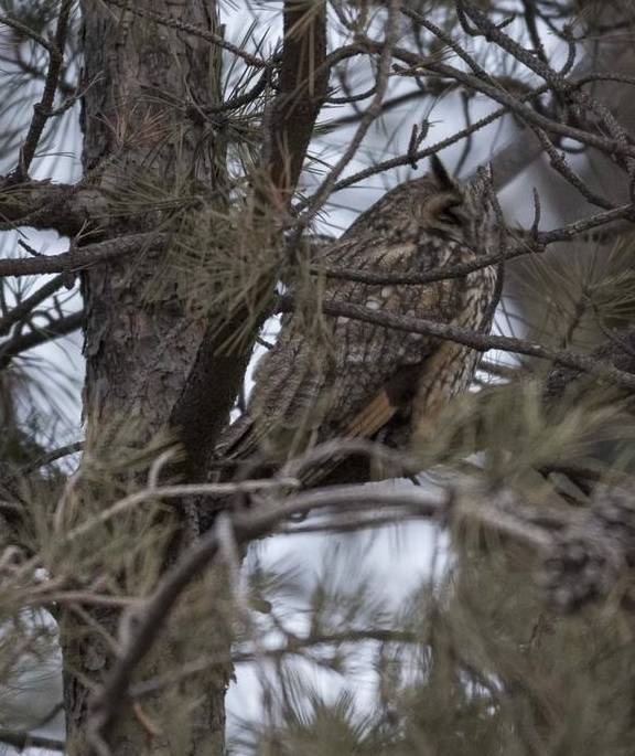 原创 不看不知道,北京城市副中心,就有308种鸟7