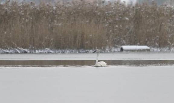 原创 不看不知道,北京城市副中心,就有308种鸟8