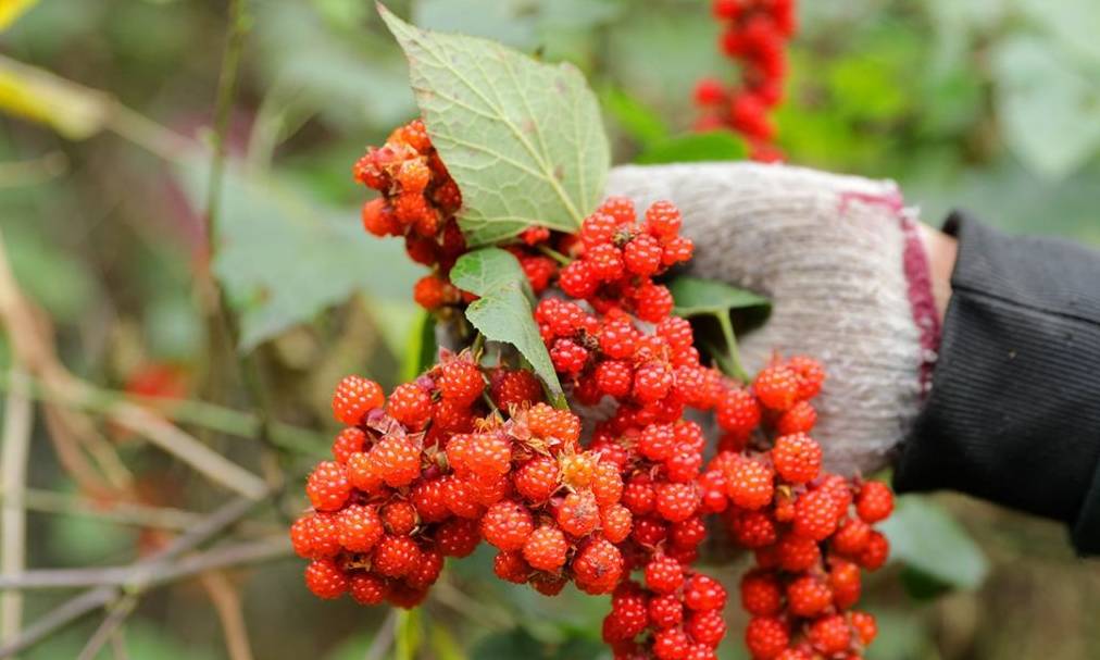 原创 山穷水尽有人家,山庄别墅已荒废,野果酿美酒5