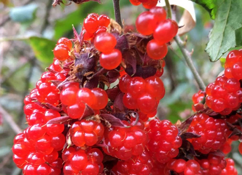 原创 山穷水尽有人家,山庄别墅已荒废,野果酿美酒6