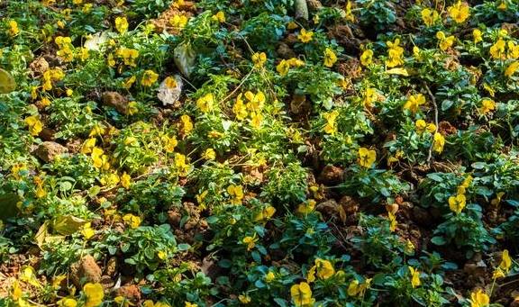 原创 曾经是清代贡院,如今是南昌人都爱来的公园,最出名的景是百花洲9