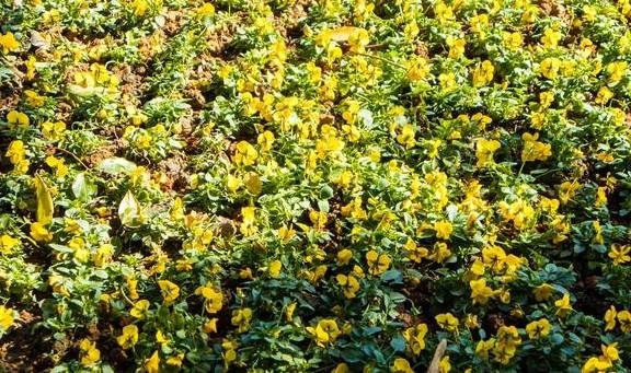 原创 曾经是清代贡院,如今是南昌人都爱来的公园,最出名的景是百花洲10