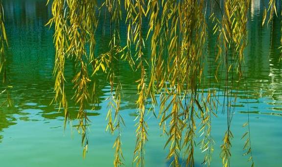 原创 曾经是清代贡院,如今是南昌人都爱来的公园,最出名的景是百花洲13