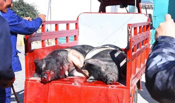 原创 不一样的大理、丽江游7