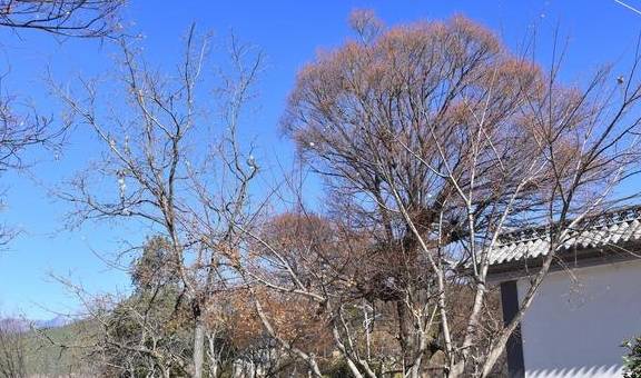 原创 不一样的大理、丽江游13