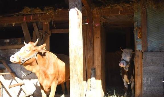 原创 不一样的大理、丽江游17