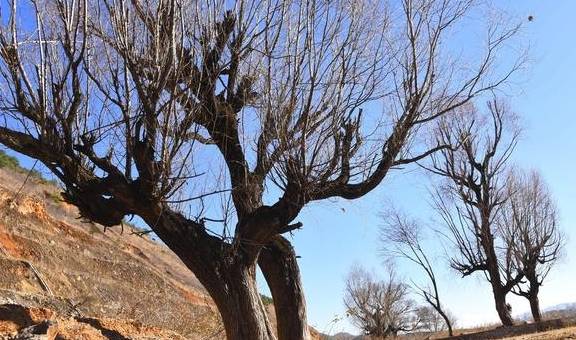 原创 不一样的大理、丽江游20