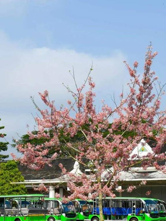 原创 比泰国清丽,比马来风情,国境内的迷你“东南亚”温暖如春5