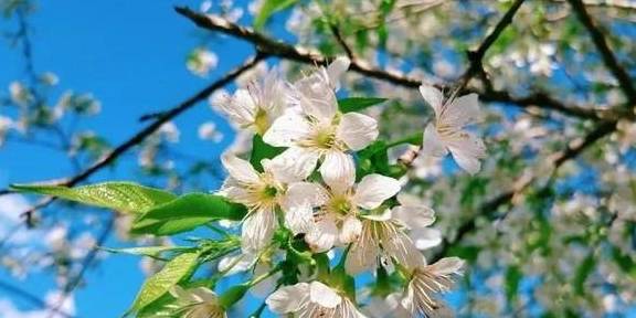 原创 比泰国清丽,比马来风情,国境内的迷你“东南亚”温暖如春11