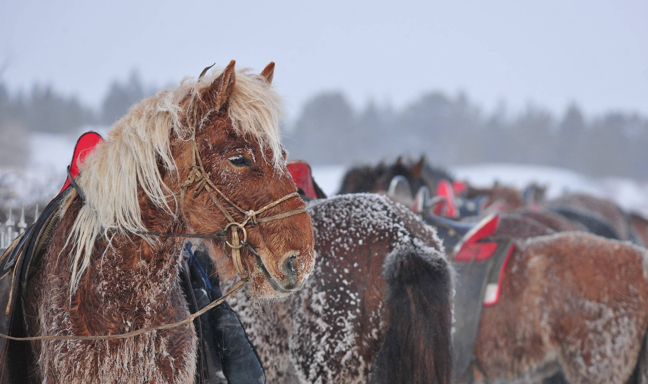 原创 为什么“中国冷极”在呼伦贝尔?看看-50度的气温中生活什么样1