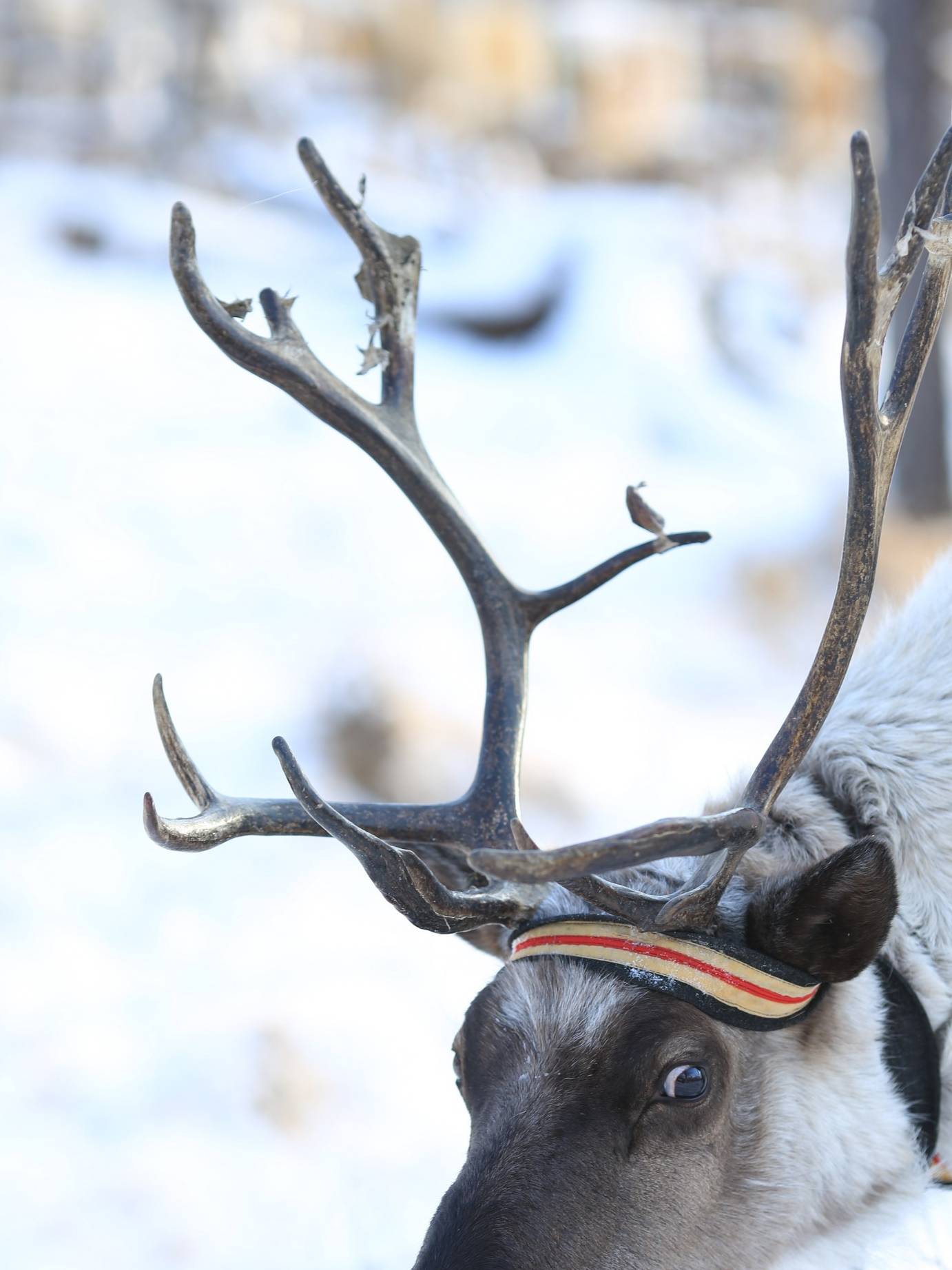 原创 为什么“中国冷极”在呼伦贝尔?看看-50度的气温中生活什么样8