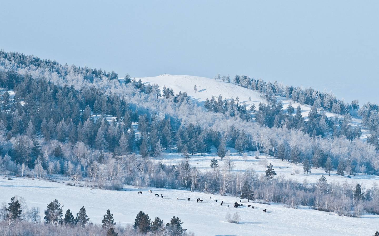 原创 为什么“中国冷极”在呼伦贝尔?看看-50度的气温中生活什么样9