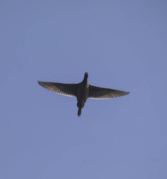 原创 去龙庵的路上巧遇冰湖,白骨顶鸡和野鸭铺天盖冰,这就叫壮观1