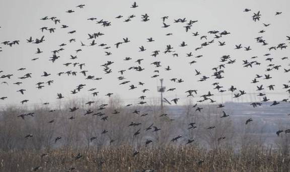 原创 去龙庵的路上巧遇冰湖,白骨顶鸡和野鸭铺天盖冰,这就叫壮观2