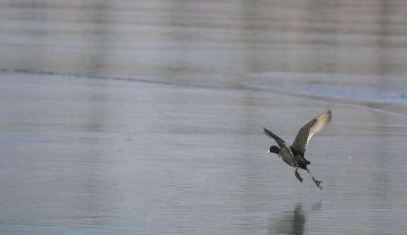 原创 去龙庵的路上巧遇冰湖,白骨顶鸡和野鸭铺天盖冰,这就叫壮观3