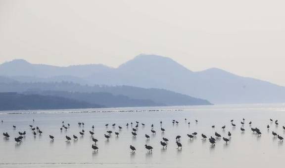 原创 去龙庵的路上巧遇冰湖,白骨顶鸡和野鸭铺天盖冰,这就叫壮观4