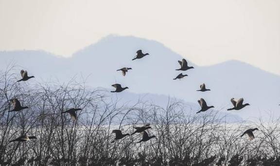 原创 去龙庵的路上巧遇冰湖,白骨顶鸡和野鸭铺天盖冰,这就叫壮观8