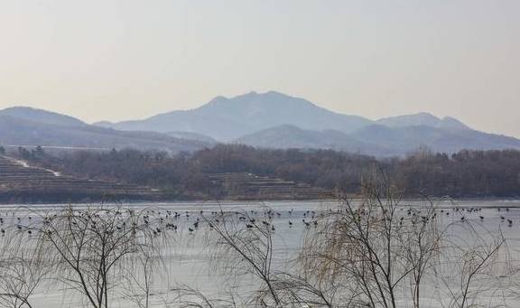 原创 去龙庵的路上巧遇冰湖,白骨顶鸡和野鸭铺天盖冰,这就叫壮观10