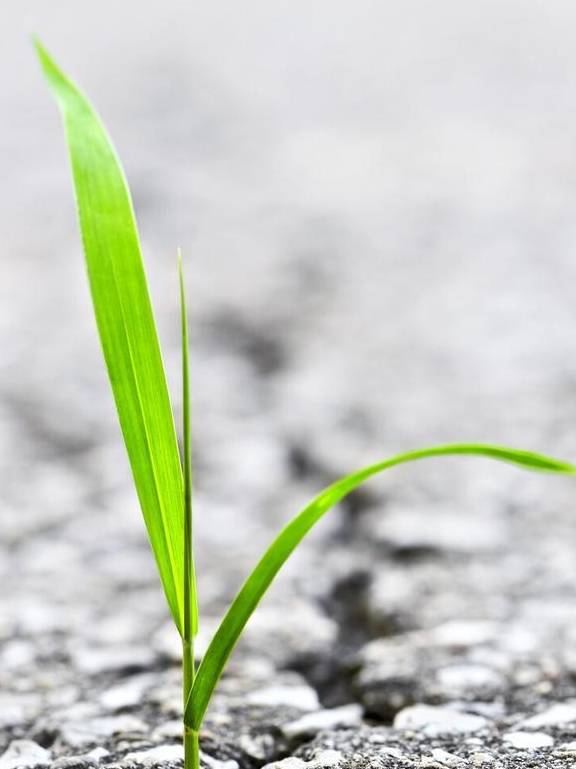 原创 没有花香，没有树高，我是一棵无人知道的小草1
