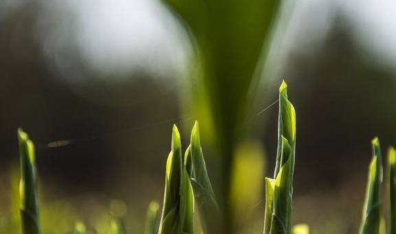 原创 没有花香，没有树高，我是一棵无人知道的小草2