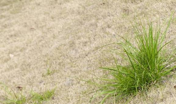 原创 没有花香，没有树高，我是一棵无人知道的小草3