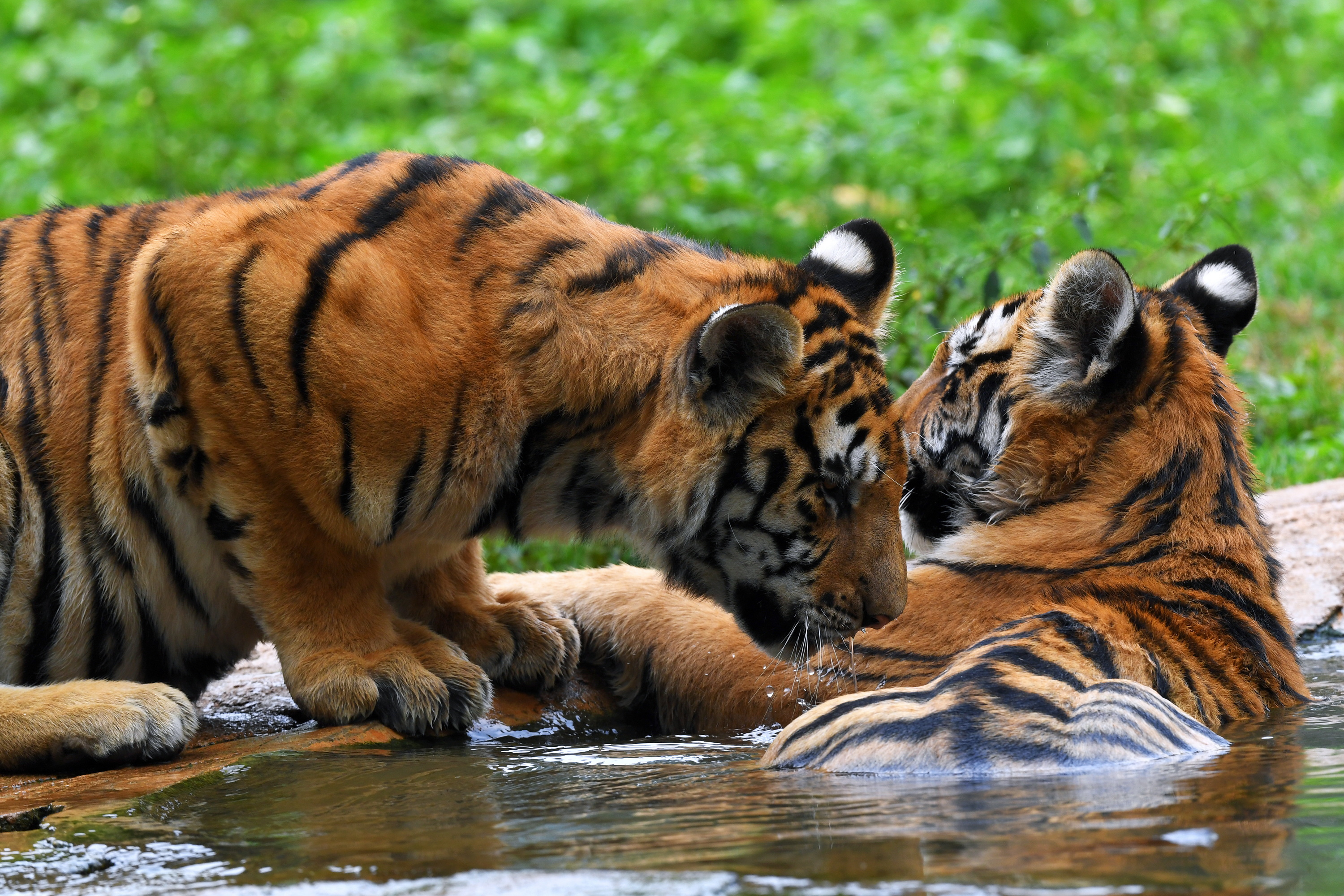 广西平南雄森动物大世界将推出为老虎“点外卖”活动1