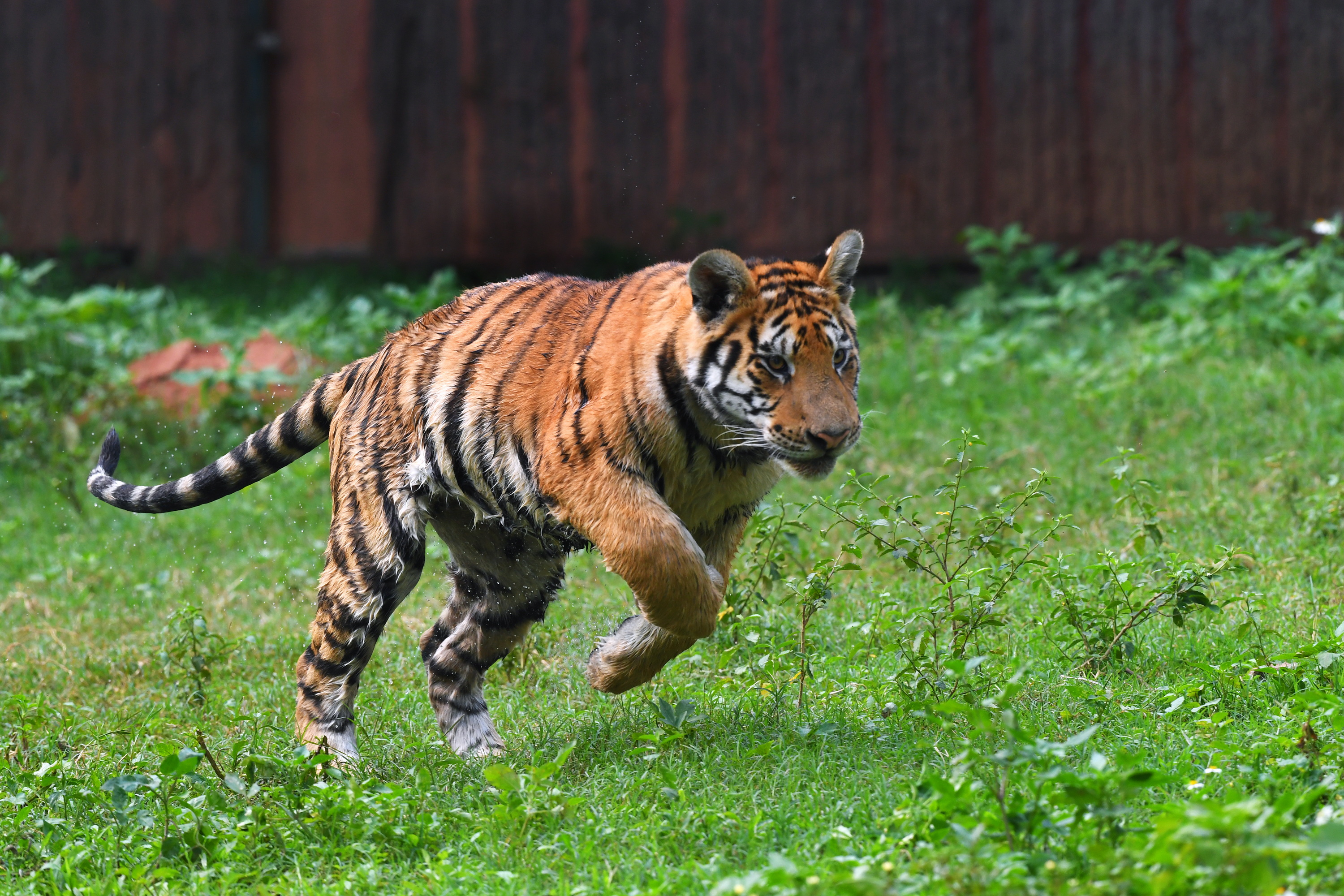 广西平南雄森动物大世界将推出为老虎“点外卖”活动2
