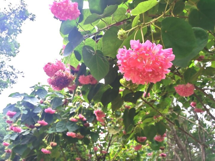 赏花游将成南宁春节出游热点3