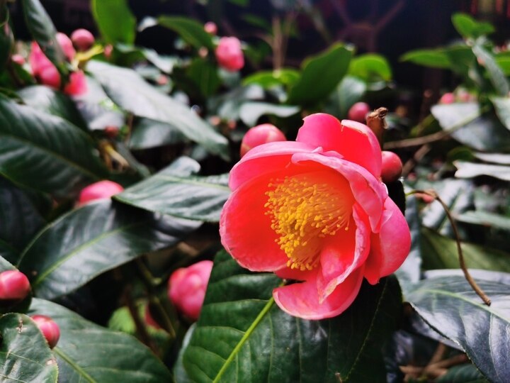 赏花游将成南宁春节出游热点4