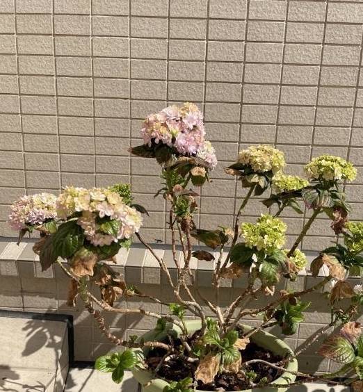 花市的绣球开花了!不建议大家买,“温室花”,养护难度高3